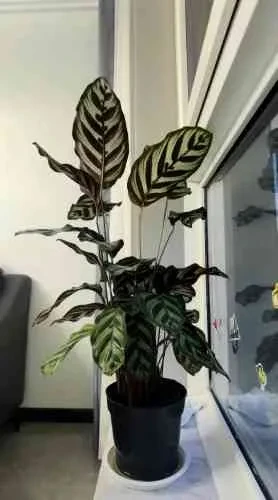 神奇的植物