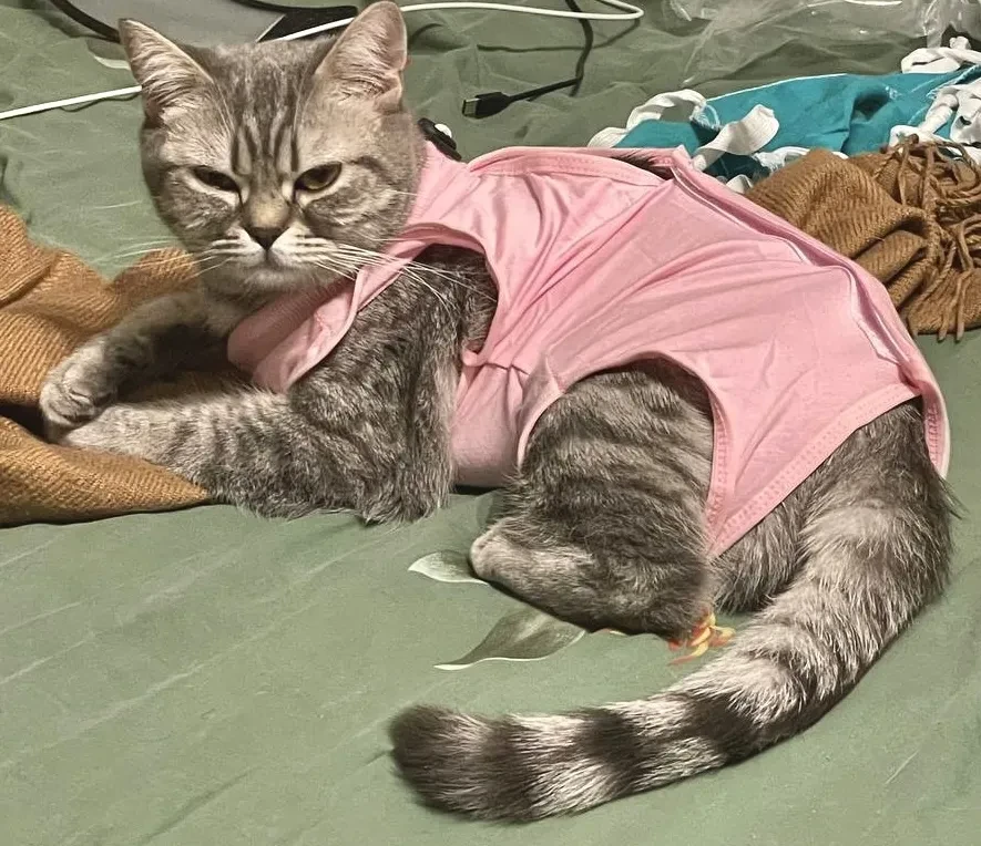 JudgingCat