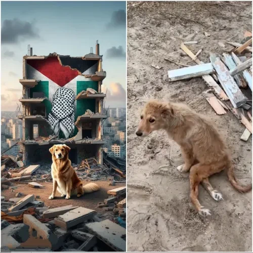 Free Palestine 🇵🇸🔻