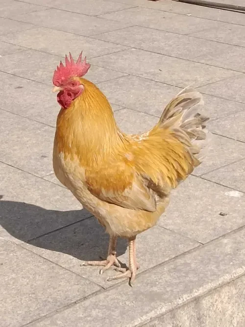 chicken