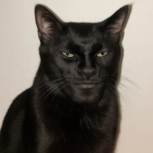 MwingCAT