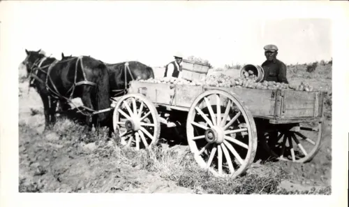 Wagon Loaded With Potatoes, Rosebud Sioux #396
