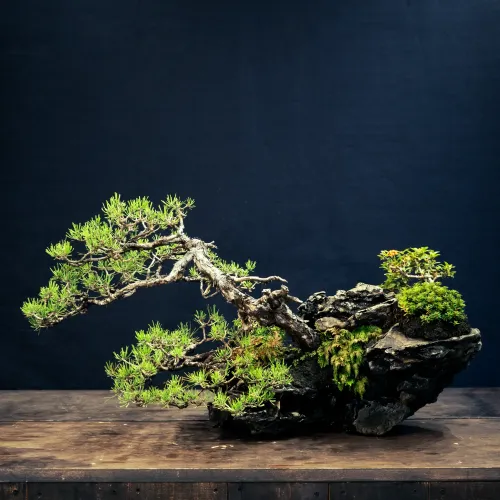 露岩の孤松: Stand-Alone Pine Tree on the Rock #3