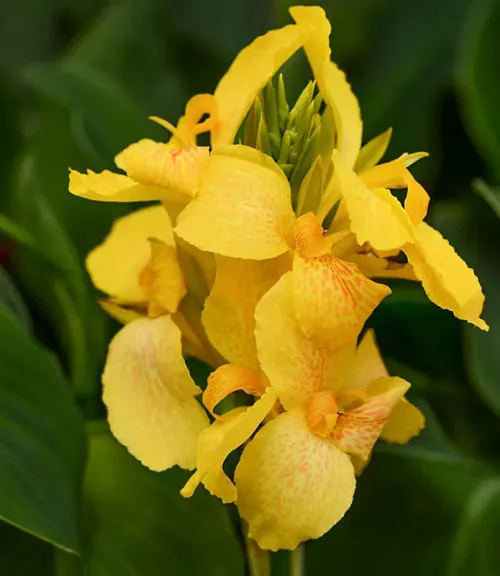 11121. Richard Wallace Canna Flower #11121
