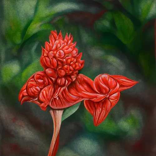 Parakaempferia Synantha #15