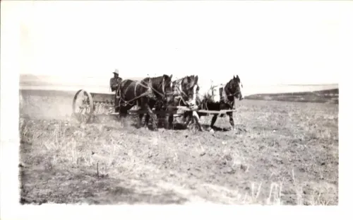 Team of Horses Pulling Planter, Rosebud Sioux #395