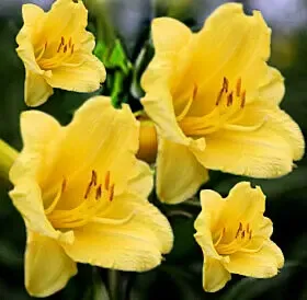 11097. Hyperion Daylily Flower #11097