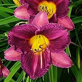 11100. Entrapment Daylily Flower #11100