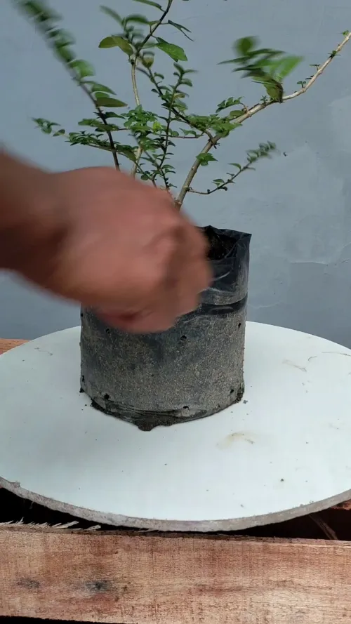 aesthetic bonsai #1