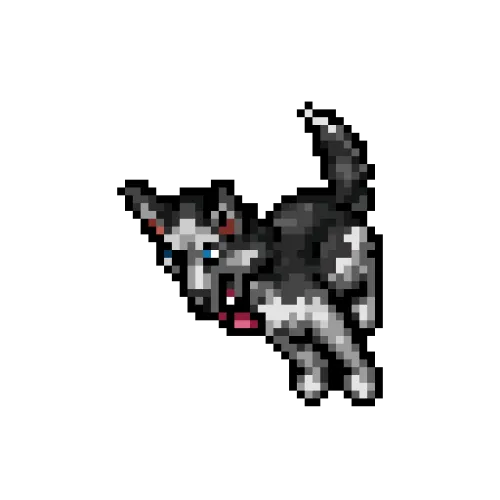 Siberian Husky Companion #1462