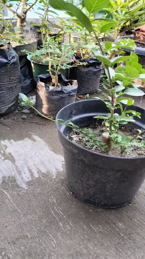 premna microphylla stem split root program #2