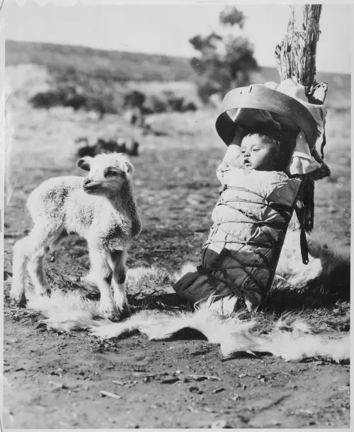 Navajo papoose on a cradleboard with a lamb approaching, Window Rock, Arizona #50
