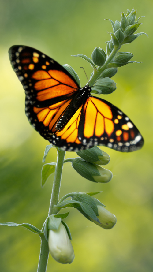 Butterfly #4269