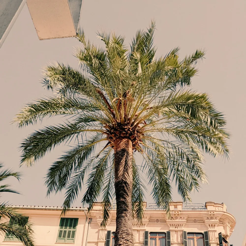 Palmtree #2