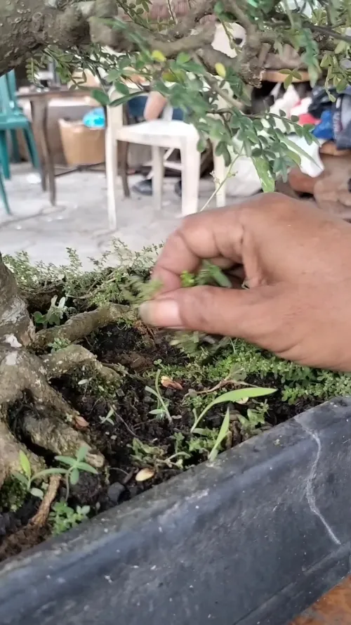bonsai #6