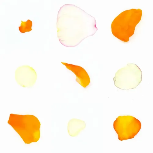 Infinite Petals 3x3#3614