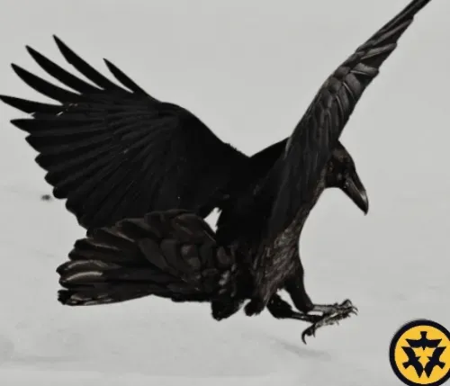 CAW OPPORTUNITY FUND