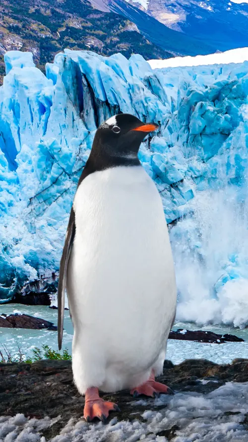 Penguin #2940