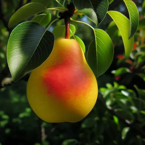 Moonglow Pear #353