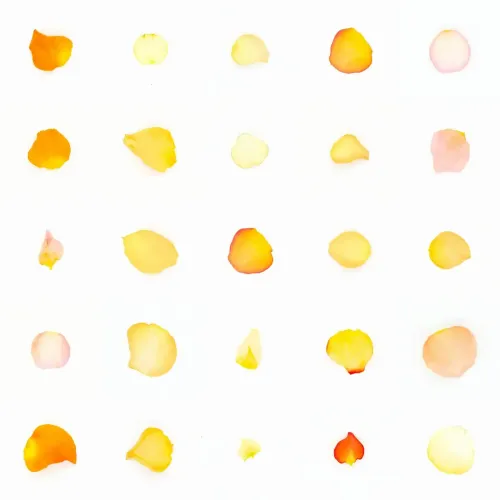 Infinite Petals 5x5#788