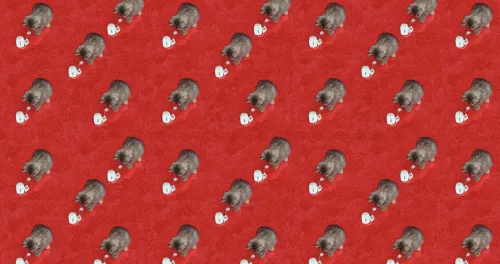 #11