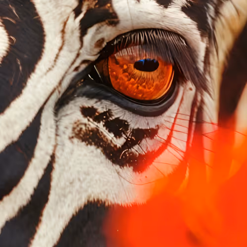 Zebra #80044