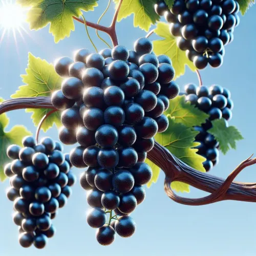 Black Wine Grape #358