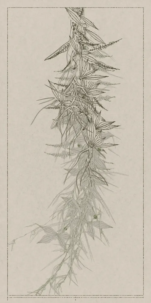 Polypaths | 植徑集 #175