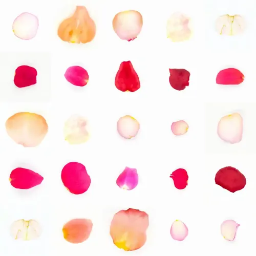 Infinite Petals 5x5＃20583
