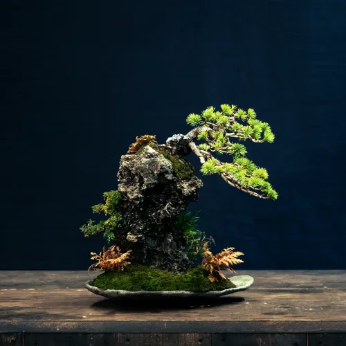 梵天岩の松: Pine Tree on Bonten-Rock #4