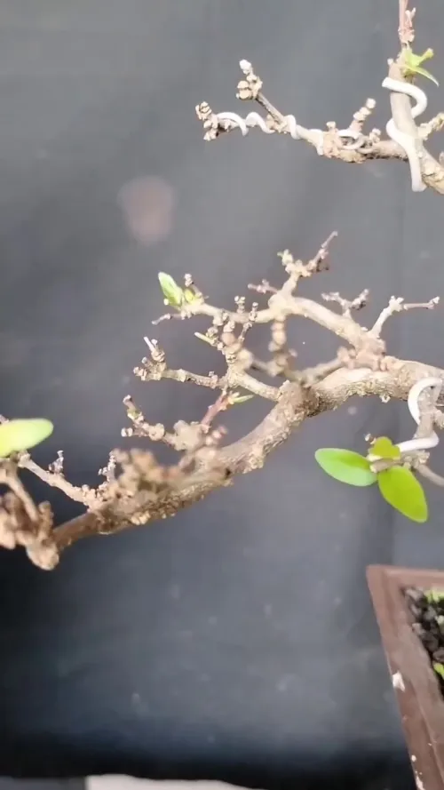 water jasmine bonsai #4