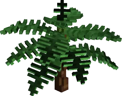 Baby Palm