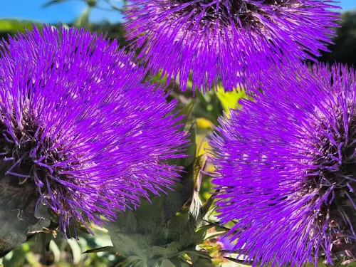 11103. Green Globe Artichoke Flower #11103