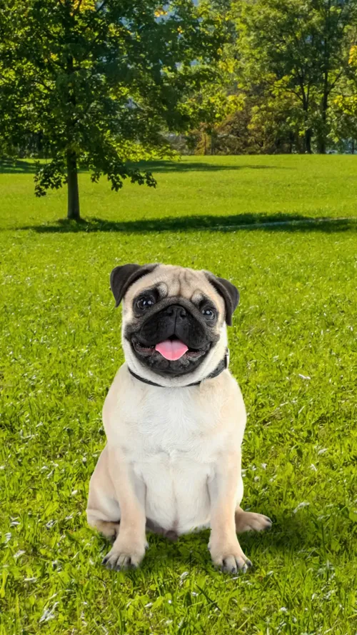 Pug #1188