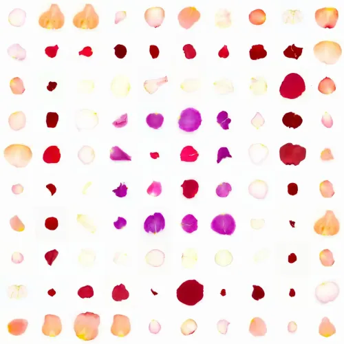Infinite Petals 10x10＃10106