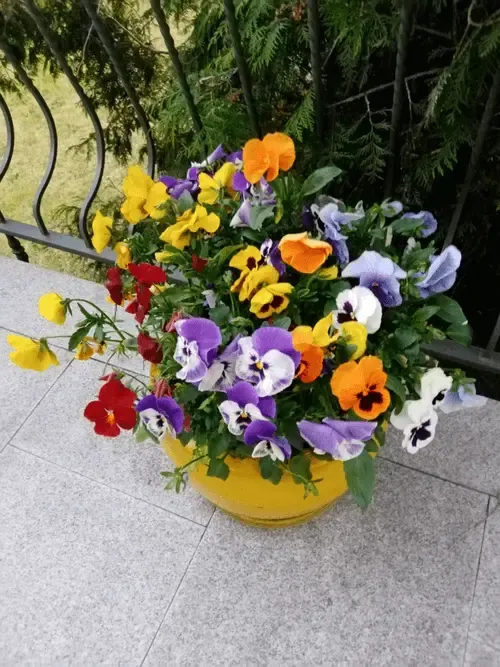 Polish pansies 2 #44