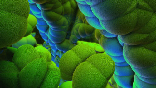 LimoncilloFig.2 #13