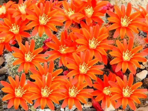 11096. Orange Rebutia Flower #11096