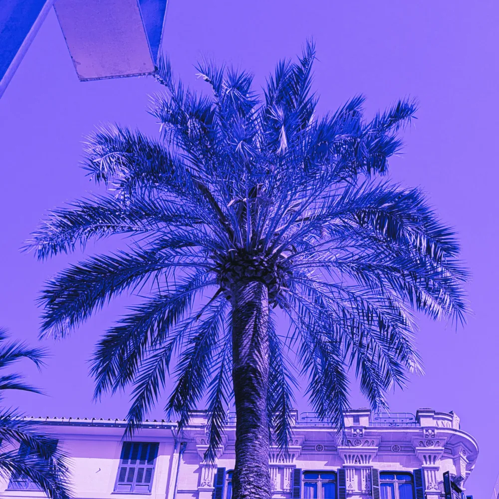 Palmtree #1