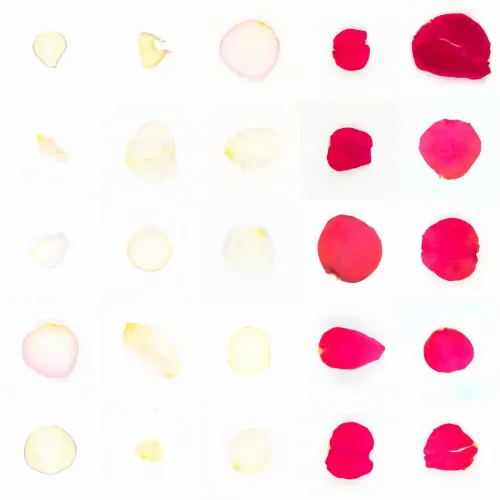 Infinite Petals 5x5#2290