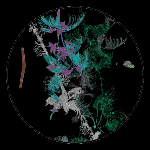 Polypaths | 植徑集 #170
