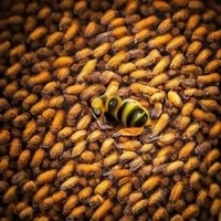 Insectos