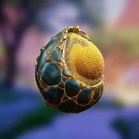 Staked Synergy Seed