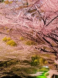 cherryBlossom