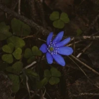 Hepatica nobilis