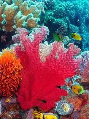 coralReef