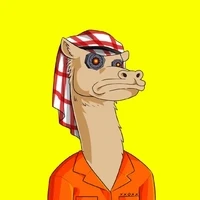 Kool Camels
