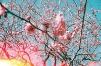 Breath of Spring - Derech