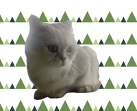 Cat mania 5