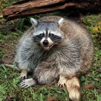 Fat Crosschain Raccoon on Zora